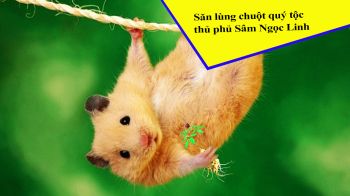 san-lung-chuot-quy-toc-loai-chuot-an-sam-ngoc-linh